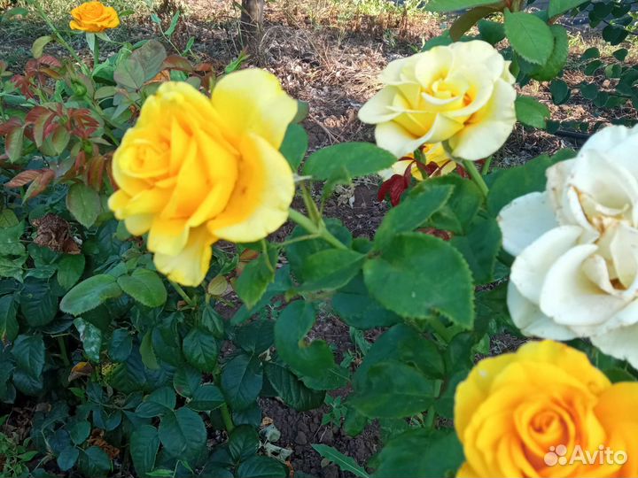 Саженцы роз