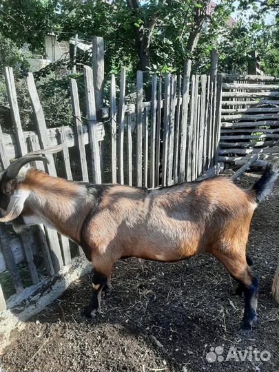 Нубийский козел