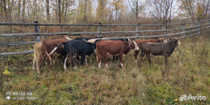 Герефорд, сименталл бычки