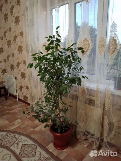 Фикус бенджамина