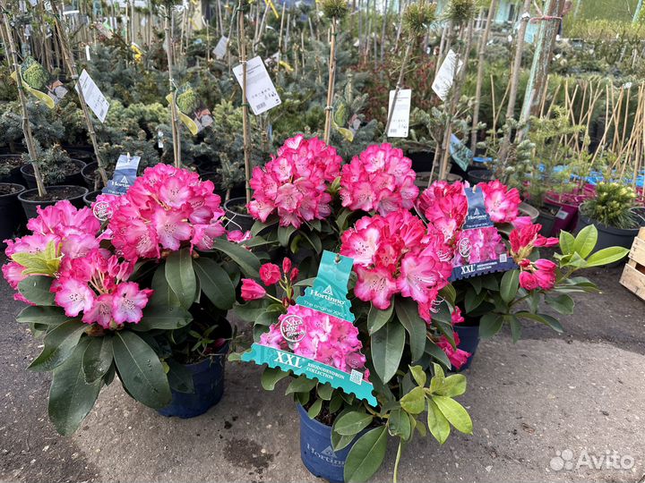 Рододендроны