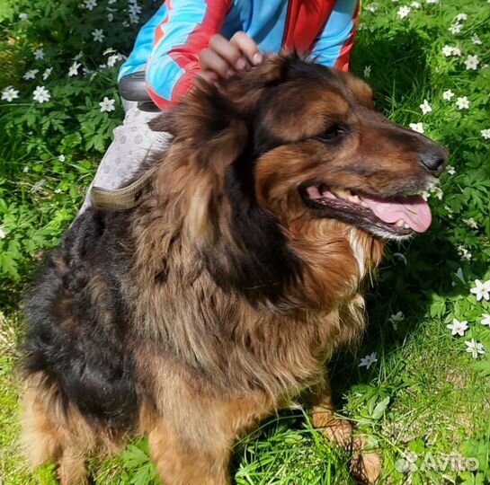 Собака в добрые руки отдам бесплатно