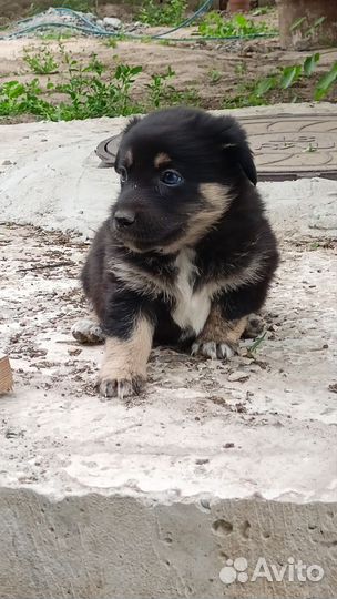 Щенки в добрые руки (даром)