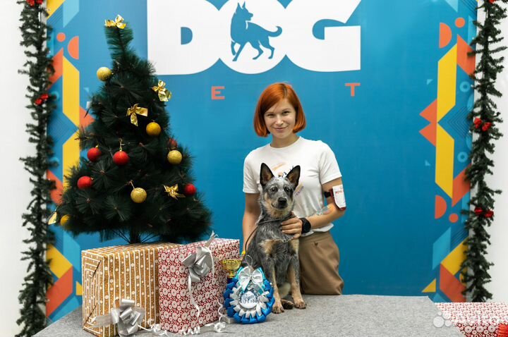 Хендлер, дрессировка собак