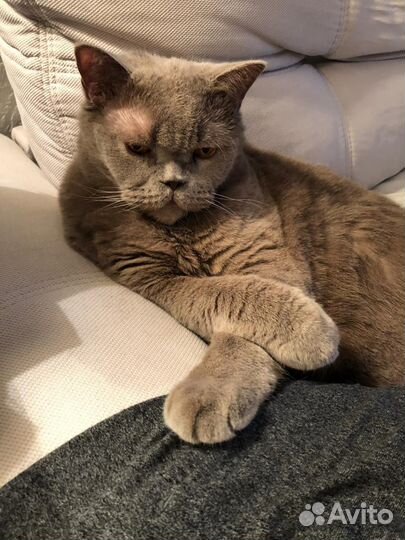 Портрет любимца по фото на холсте под заказ