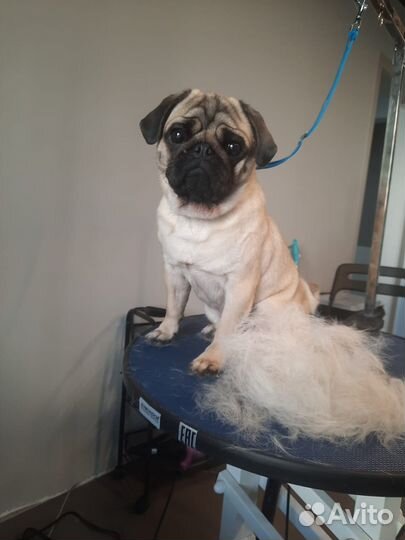 Стрижка собак грумер