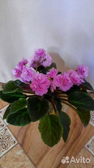 Сортовые фиалки