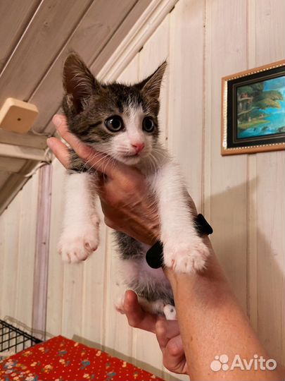 Чудесный ласковый малыш котёнок мальчик 2,5 м