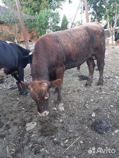 Быки на мясо