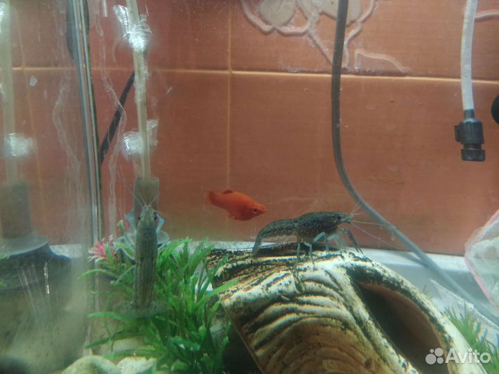 Мраморный рак для аквариума