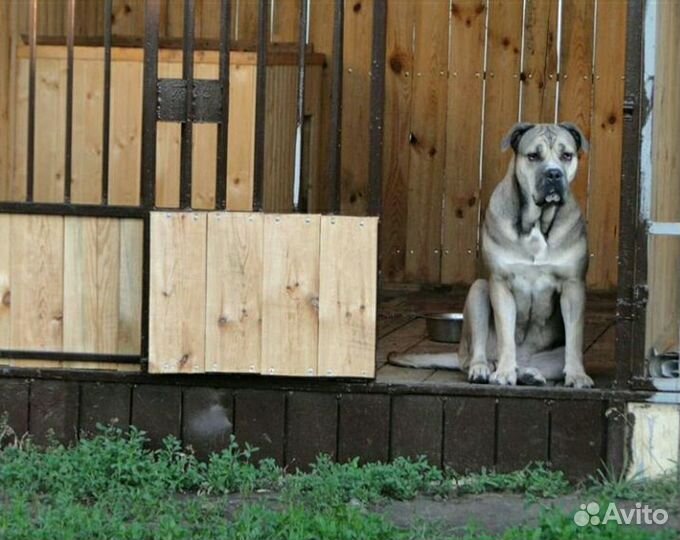 Передержка собак Гостиница для собак