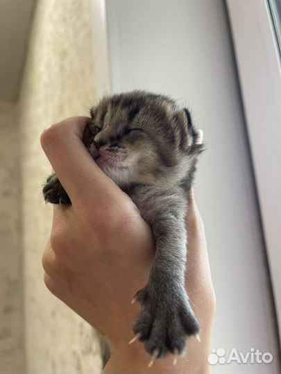 Котята чаузи