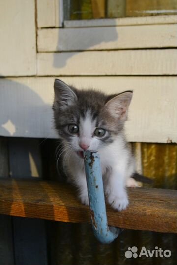 Красоточка девчуля