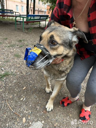 Собака в добрые руки отдам бесплатно