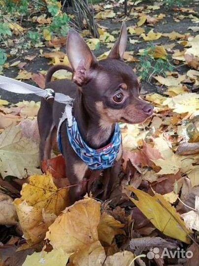 Той-терьер/собака/вязка