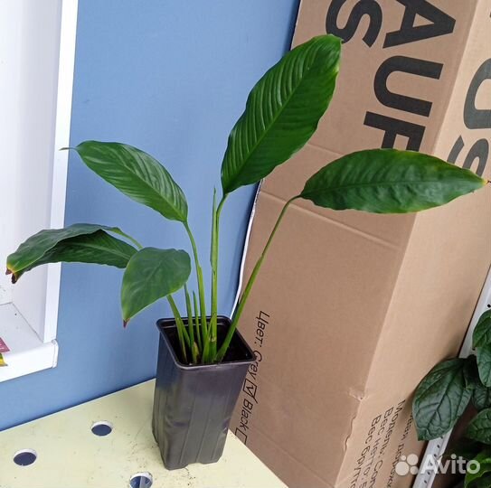 Спатифиллум Женское счастье