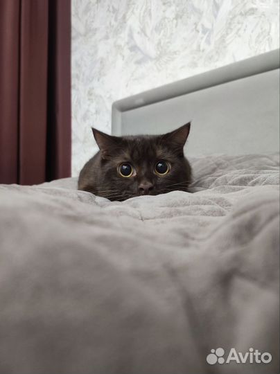 Кот наполовину британец
