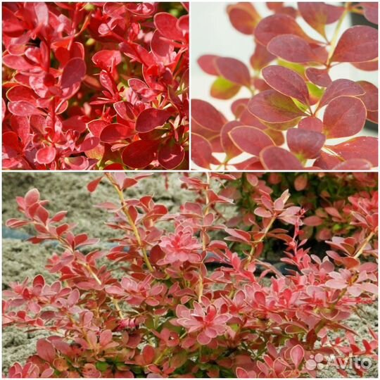 Барбарис Оранж Карпет