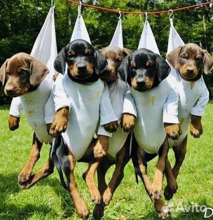 Зоогостиница. Догситтер. Няня кошки