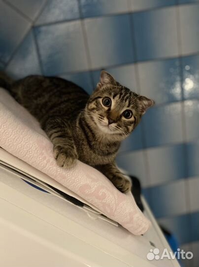Потерялась кошка