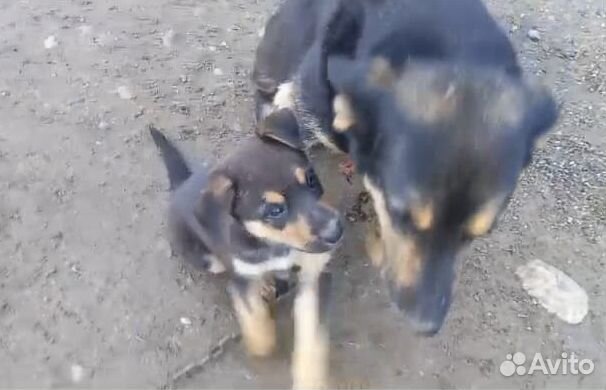 Альфа - крупный щенок-девочка в дар