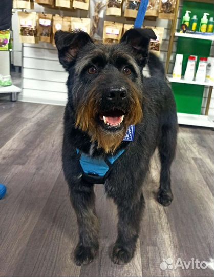 Собака в семью