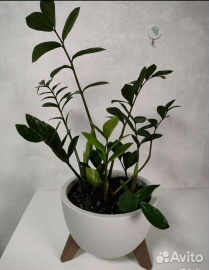 Комнатные растения цветы большие