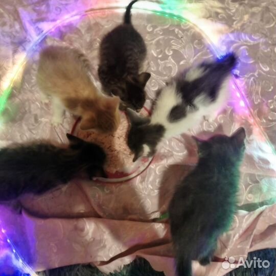 Котята обычные