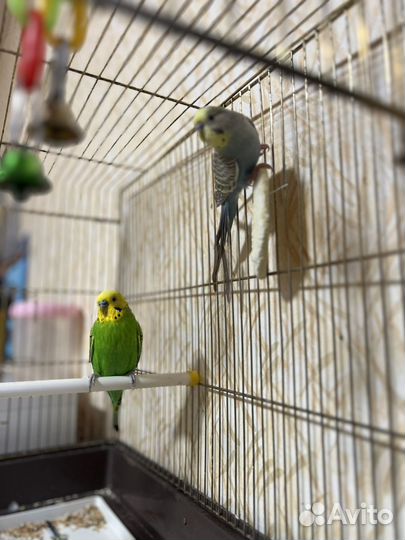 Волнистый попугай