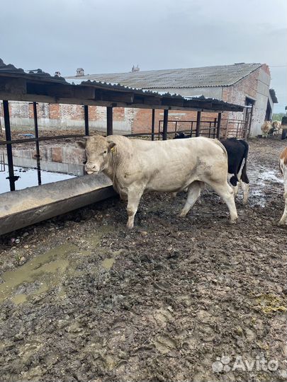 Быки на племя абердин,шароле