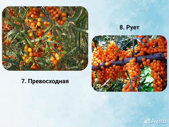 Саженцы Облепихи, Облепиха