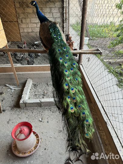 Индийский павлин