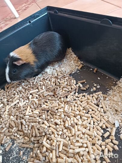 Морская свинка с клеткой