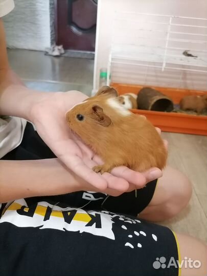 Морские свинки