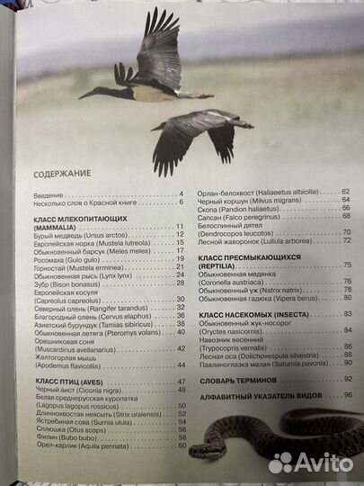 Красная книга Животные нашего леса