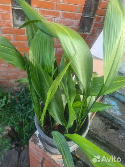 Папоротник,аспидистра, ктенанта,драцена