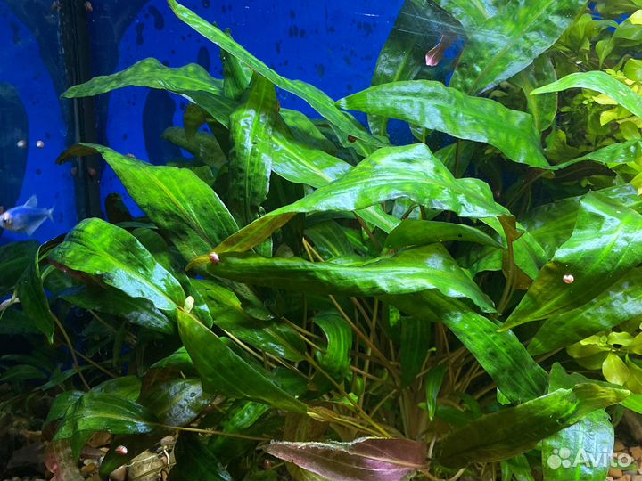 Криптокарина вендта аквариумное растение