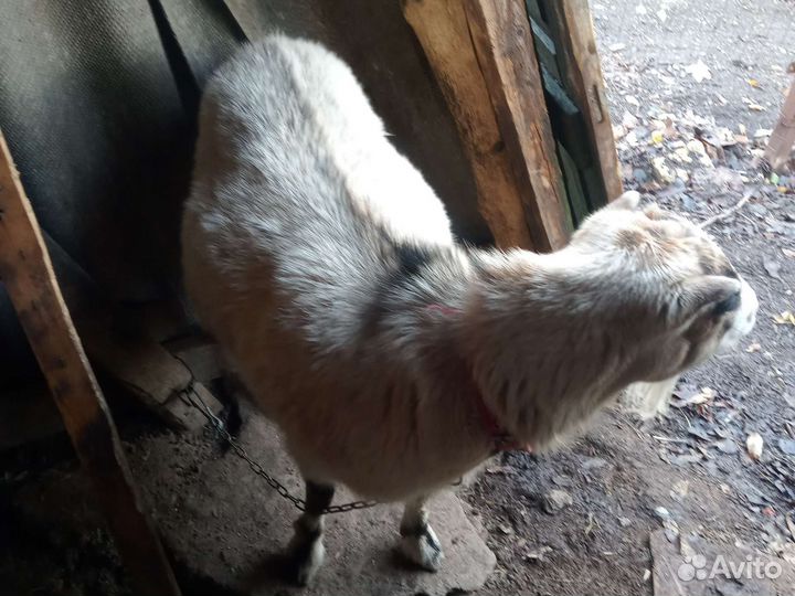 Продается коза