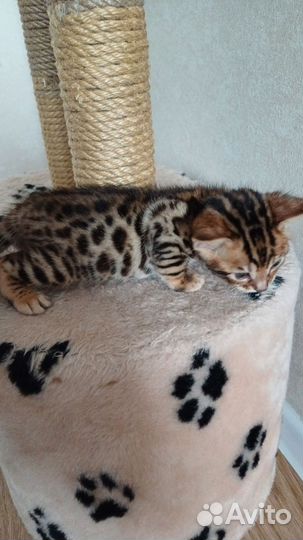 Бенгальские котята