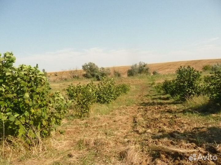 Виноградник для виноделия,или совместное исполь