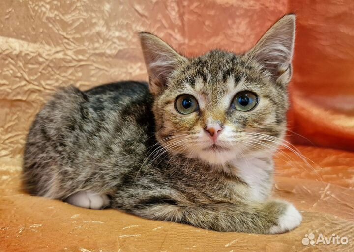 Нежный котёнок с ладошку