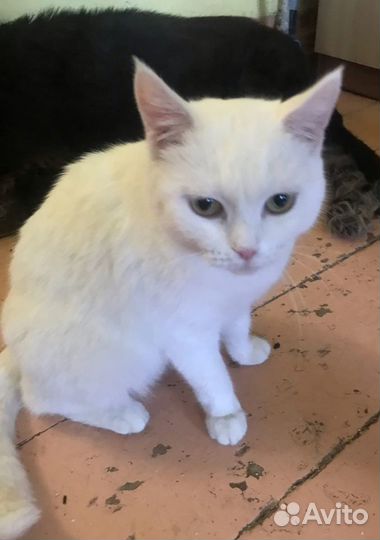 Молодая стерилизованная кошечка