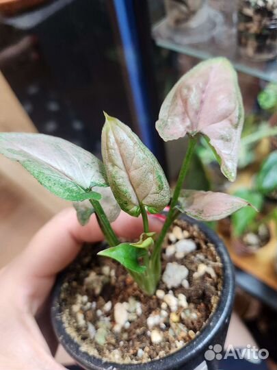 Сингониум Скат