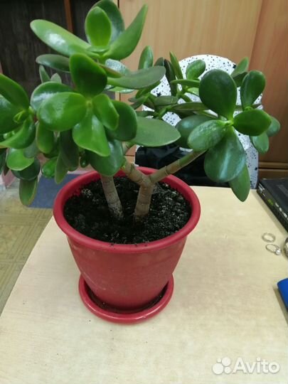 Толстянка денежное дерево
