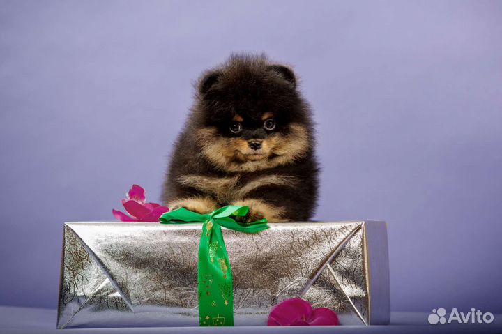 Померанский шпиц