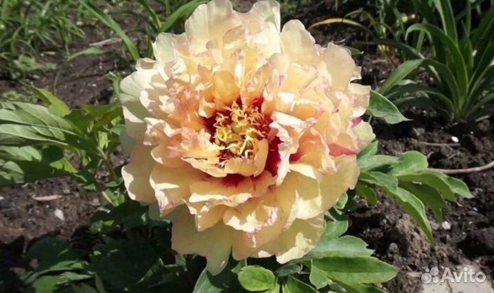 Пионы сортовые корни