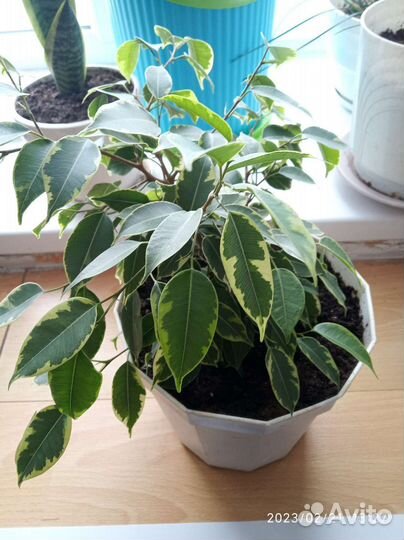 Фикус бенджамина пестролистный