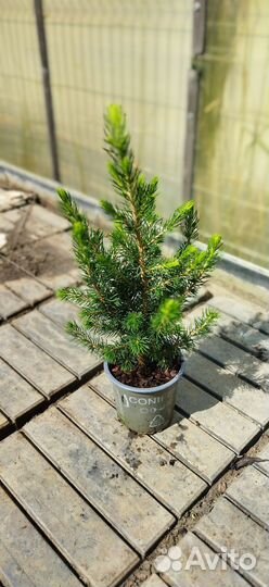 Ель канадская коника