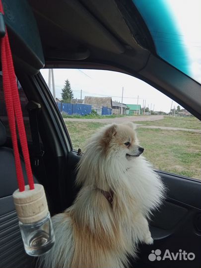 Немецкий шпиц
