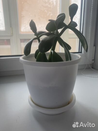 Комнатные цветы. Денежное дерево